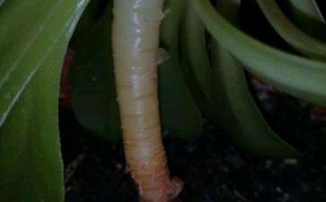 法师多肉杆子断了 怎么办 图片