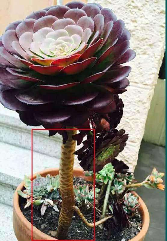 法师多肉老是掉叶子黑腐 怎么办 图片