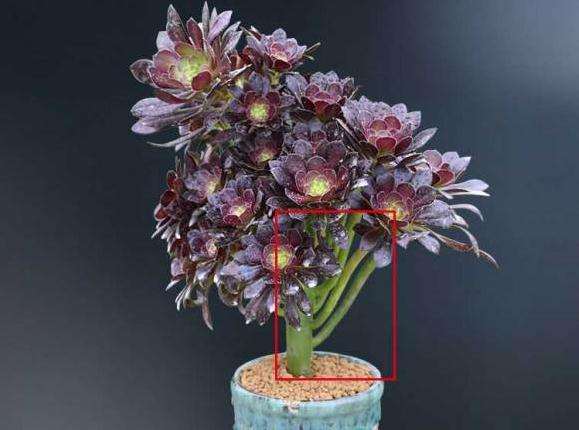 法师多肉老是掉叶子黑腐 怎么办 图片