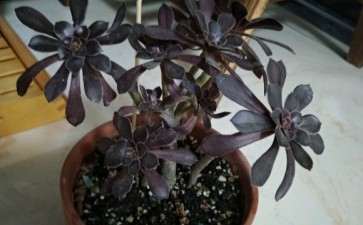 水催法师多肉长什么样 图片