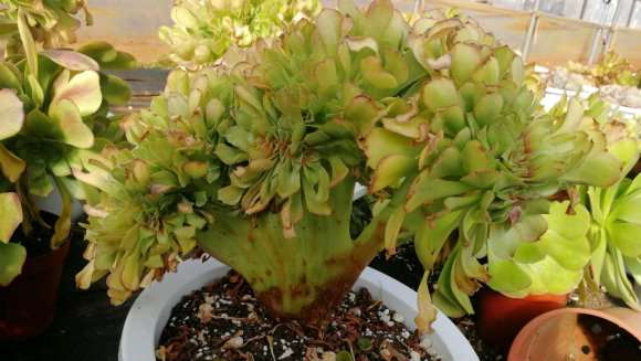 法师多肉缀化能否养出状态吗