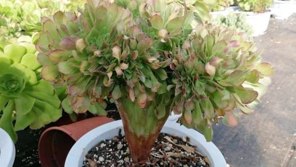 法师多肉缀化能否养出状态吗