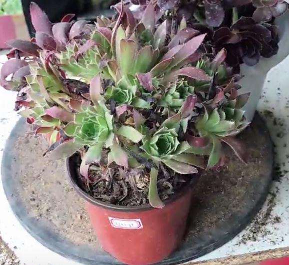 这是凤凰法师 还是孔雀法师多肉