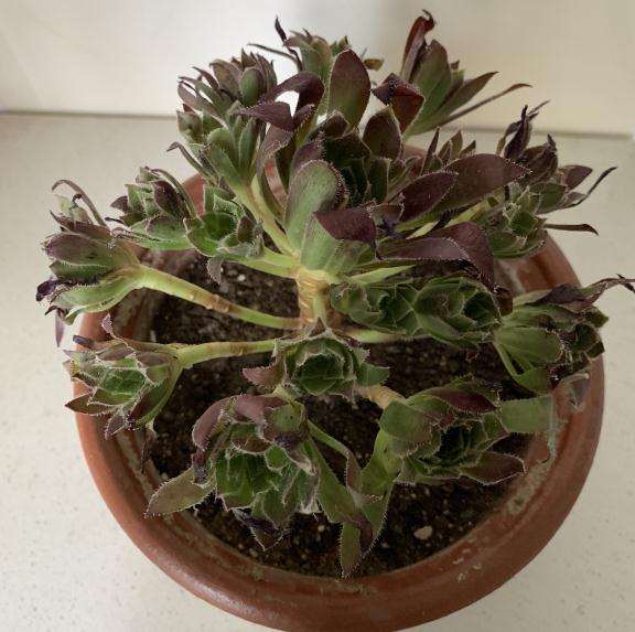 这是凤凰法师 还是孔雀法师多肉