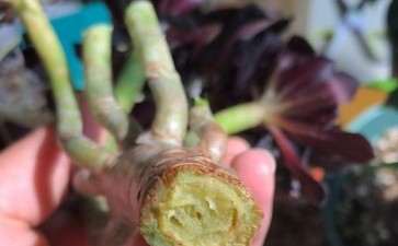 法师多肉杆子干瘪是怎么回事 图片