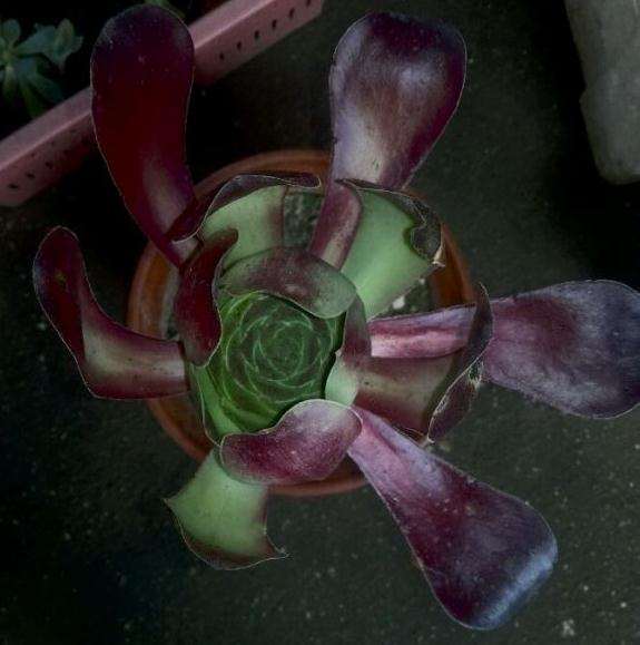 养了一年多的巫毒法师多肉杆子黑了