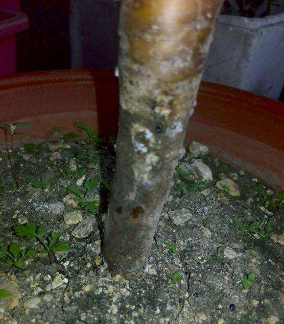 养了一年多的巫毒法师多肉杆子黑了