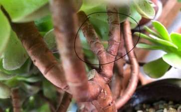 法师多肉秆子上的白色印子是什么