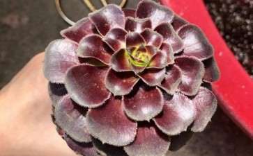 墨法师多肉叶子是平的 怎么办 图片