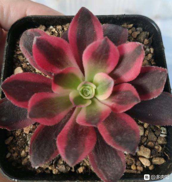 这是美杜莎多肉法师