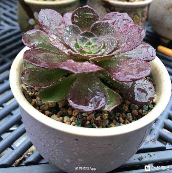 法师多肉小苗要养多久