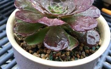 法师多肉小苗要养多久 长成20cm 图片