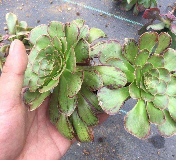 V锦和拉丝锦法师多肉有什么不同