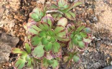 V锦和拉丝锦法师多肉有什么不同