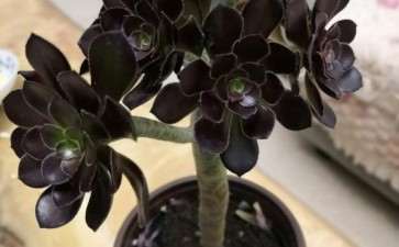 红酒法师多肉 第一次养不懂 图片