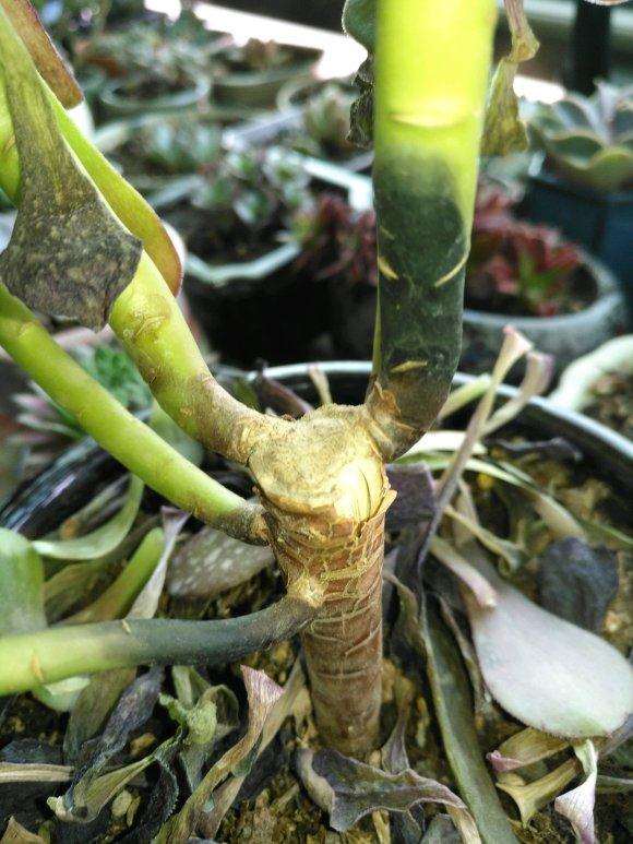 黑法师多肉杆子黑了