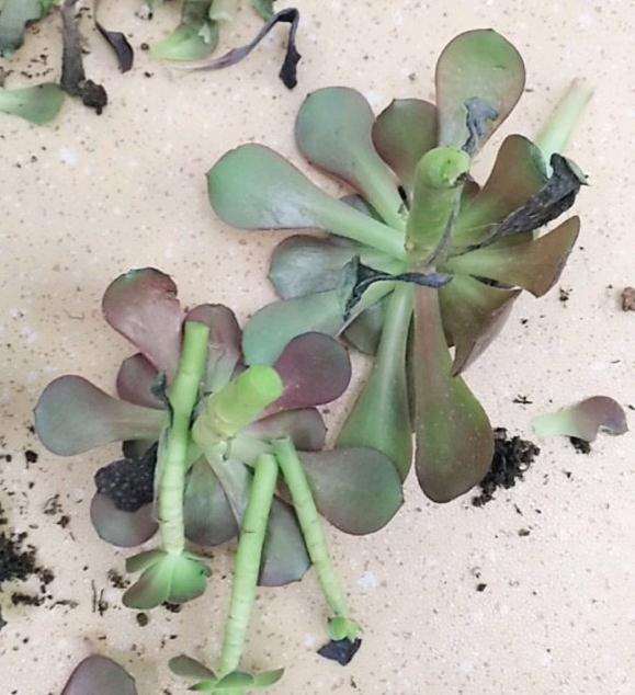 黑法师多肉杆子黑了