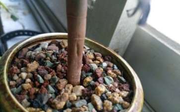 这黑法师多肉的茎杆开裂正常吗 图片