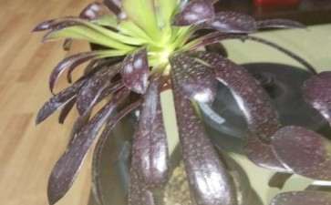 法师多肉为什么叶子往下垂 图片