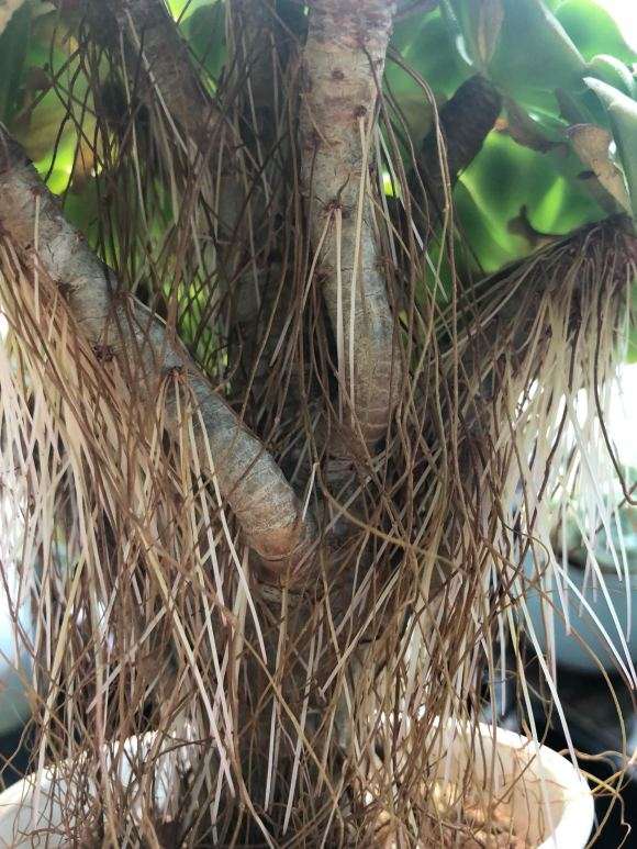 法师多肉需要换土换盆吗