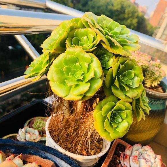 法师多肉需要换土换盆吗