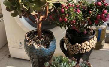 为什么法师多肉叶子是张开的 图片