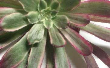 这是水墨画法师多肉吗 怎么识别 图片