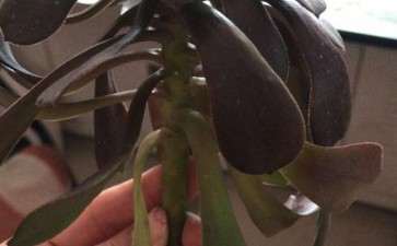 这个法师多肉断枝 还能救活吗 图片