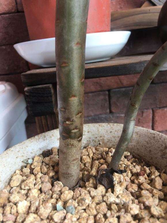 法师多肉的杆子 开始黑腐了