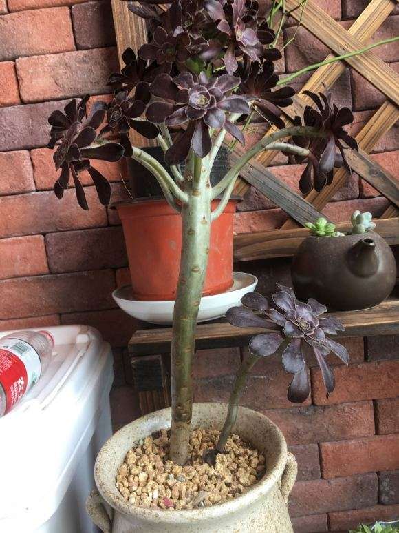 法师多肉的杆子 开始黑腐了