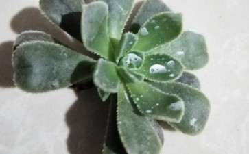 这个是法师多肉吗 还容易断 怎么办