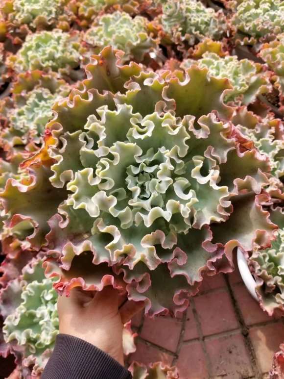 这个法师多肉是什么品种法师 图片