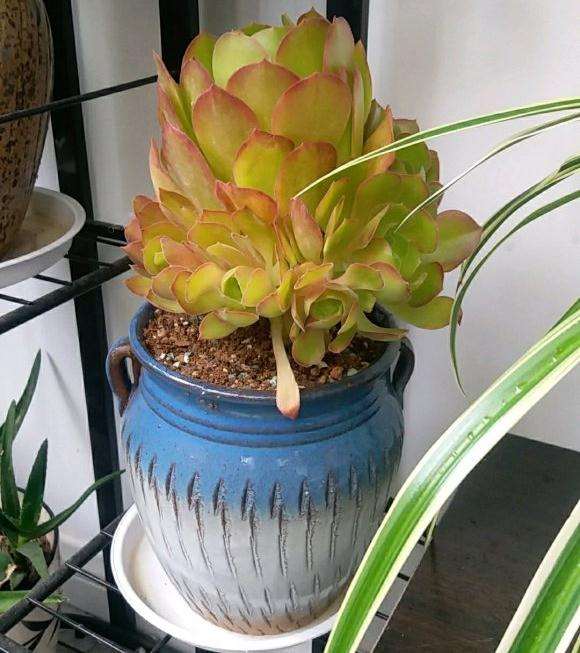 法师多肉缀化到底怎么来的