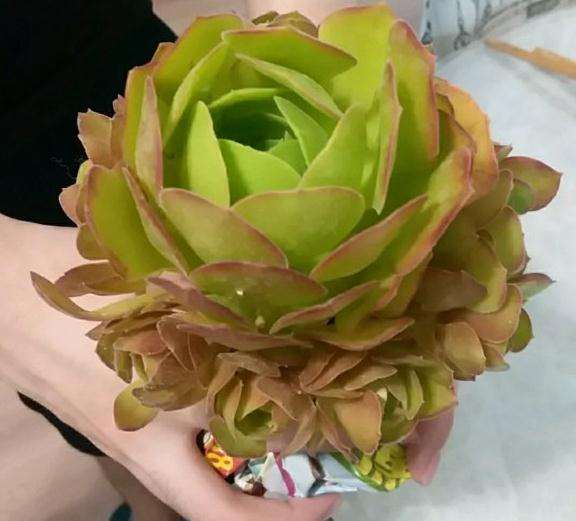 柠檬绍羞法师多肉养久了