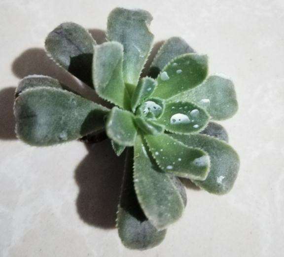 法师多肉砍头 应该如何生根