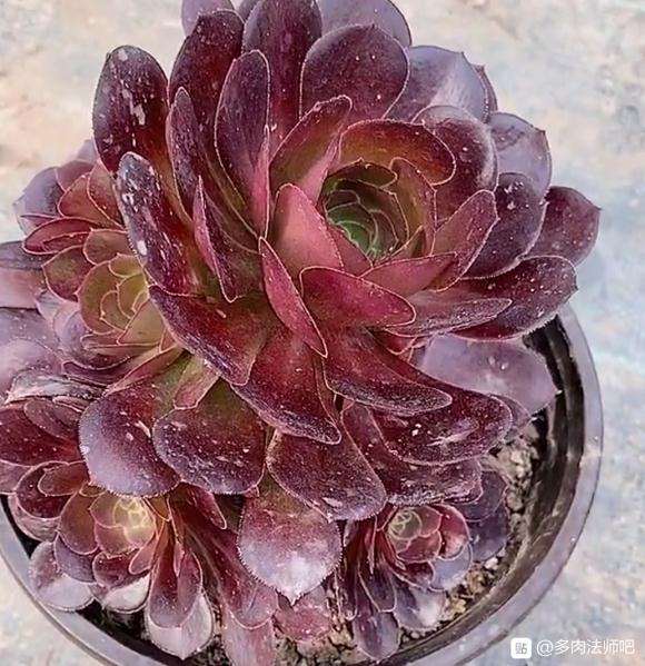 法师多肉买什么型号的泥炭土