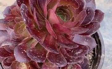 法师多肉买什么型号的泥炭土 最好