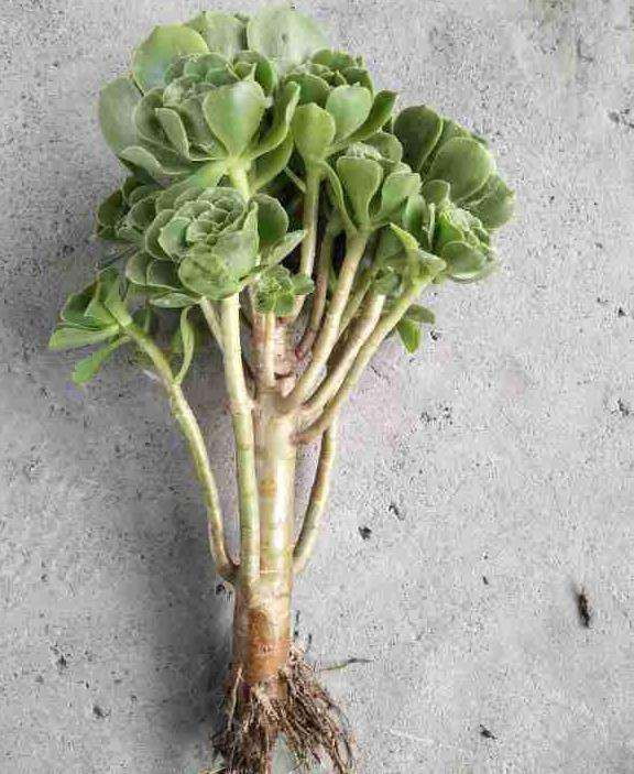 法师多肉上盆后要注意哪些方面