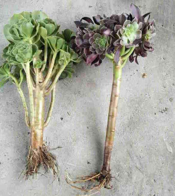 法师多肉上盆后要注意哪些方面