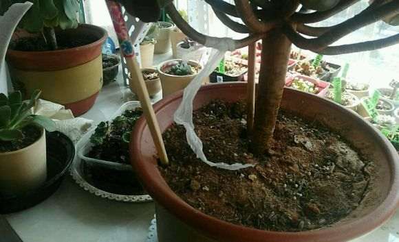 法师多肉的杆子断了