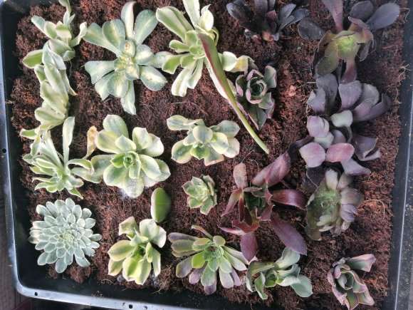 刚买的法师多肉能不能发根