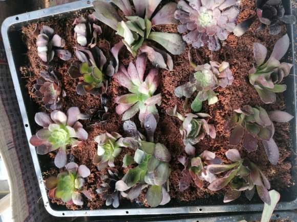 刚买的法师多肉能不能发根