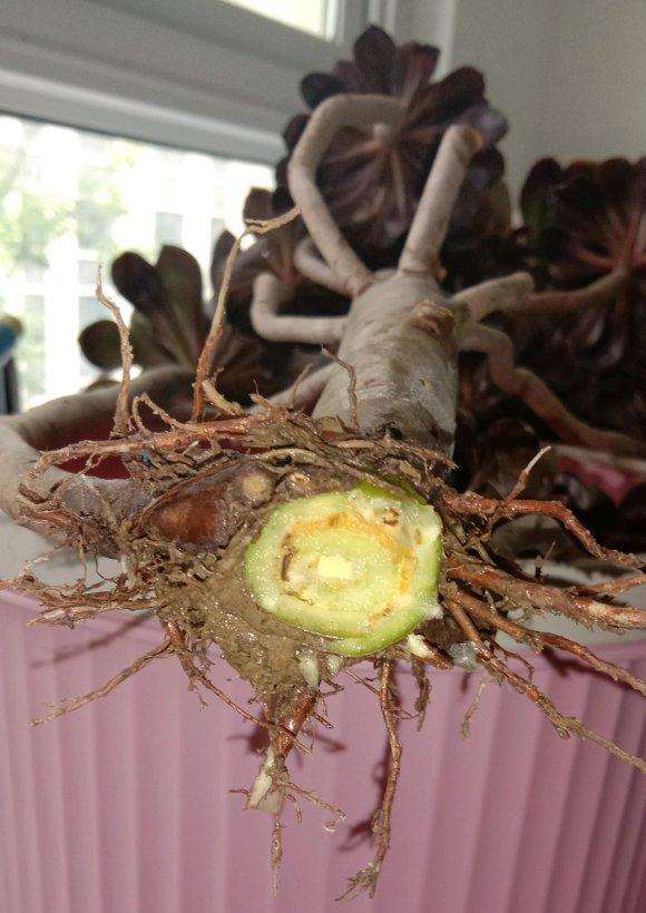 法师多肉根砍成这样还能活吗