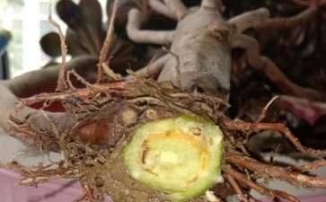 法师多肉根砍成这样还能活吗 图片