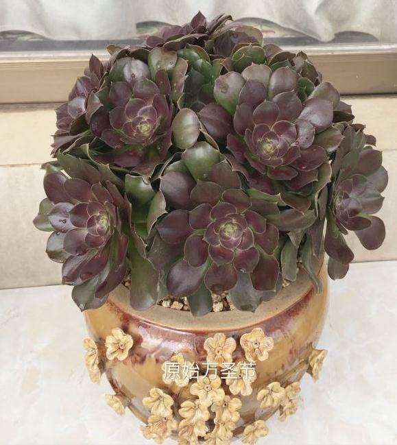 你们的法师多肉都用多大多深的盆子