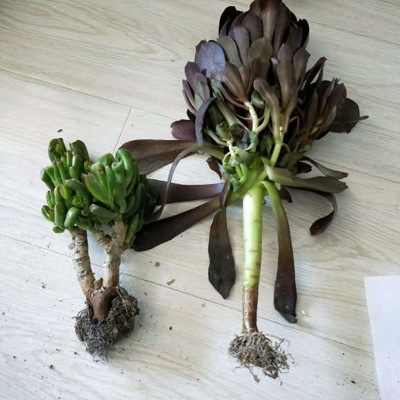 法师多肉的杆子太长 怎么重新发根