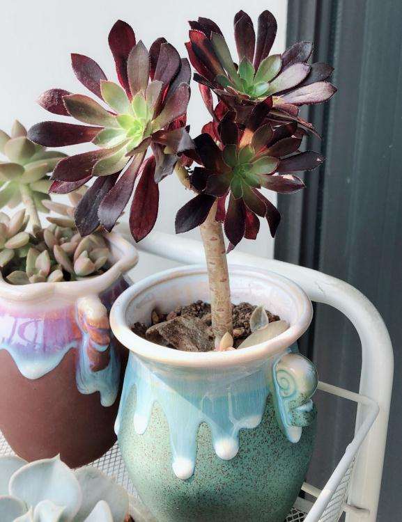 种下第四天的法师多肉叶子都展开了