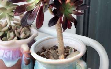 种下第四天的法师多肉叶子都展开了