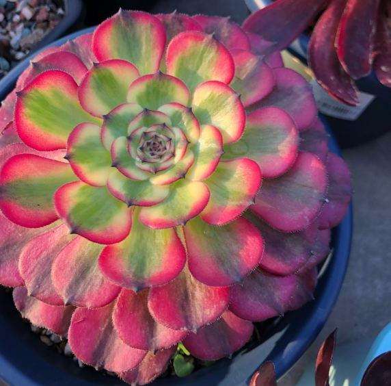 巨无霸法师多肉 超级大 怎么样 图片