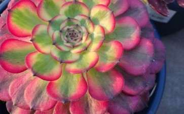 巨无霸法师多肉 超级大 可以吗 图片